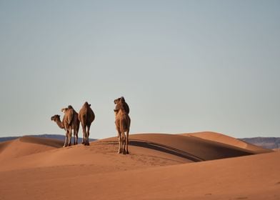 Desert Sahara