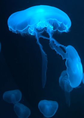 Bioluminescent Jellyfish