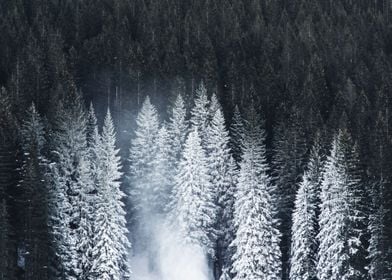 Snowing forests at night 