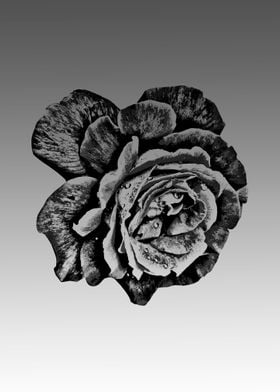 Dark flower