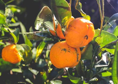 Organic Mandarins