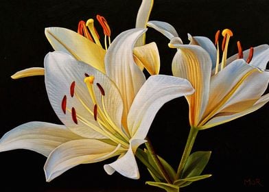 White Lilies