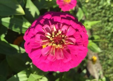 Vibrant Pink Zinnia