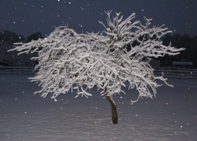 Snow Covered Country Tree