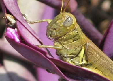 Grasshopper On Flower 