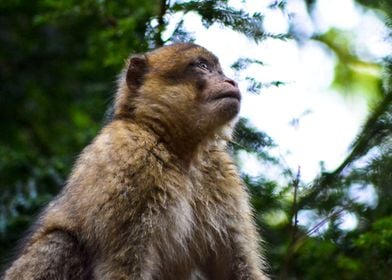 Thoughtful Monkey