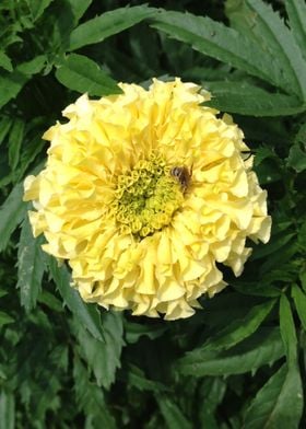 Yellow Marigold Flower 