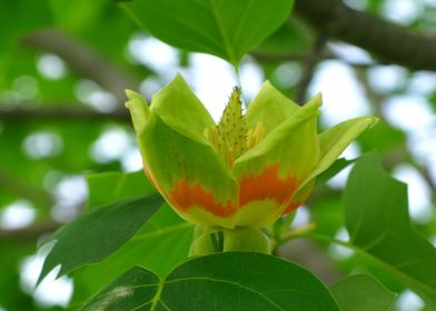 Tulip Tree Flower 