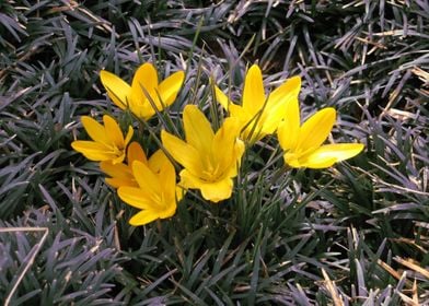 Yellow Crocus Flower