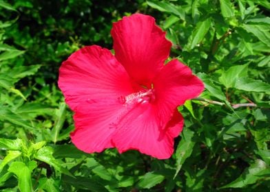 Red Hibiscus Flower