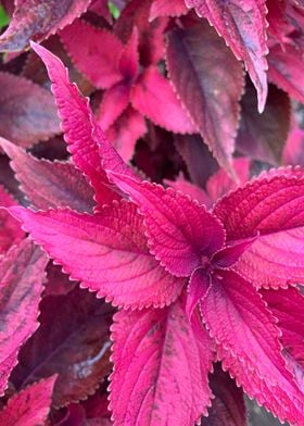 Purple Coleus Plant