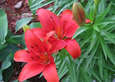 Two Red Lily Flowers 