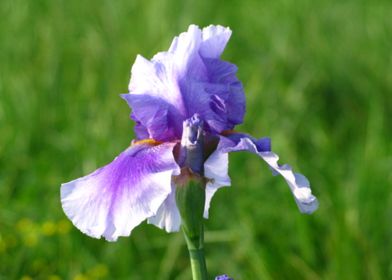 Purple Iris Flower