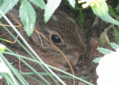 Bunny In Landscape