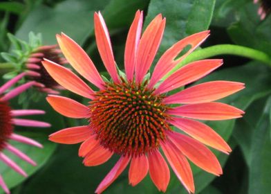 Coral Coneflower 