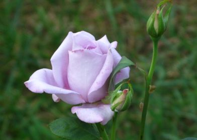 Light Purple Rose Flower 