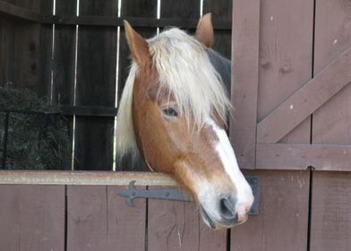 Brown Horse In Stall