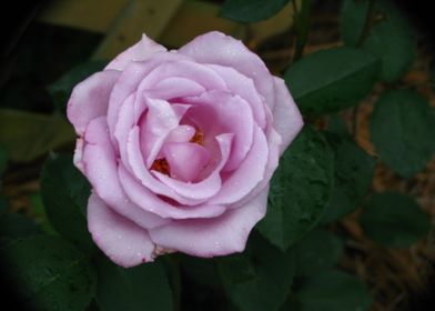 Pink Rose