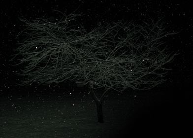 Night snowfall on tree