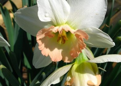 White Daffodil Flower 