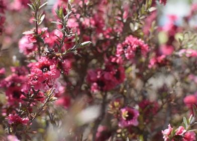 Pink Flowers 1