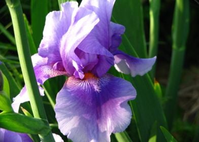 Purple Iris Flower 