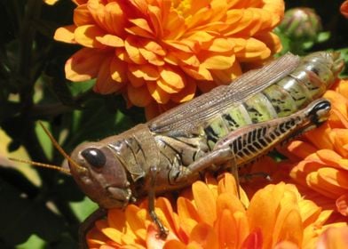 Grasshopper On Flower