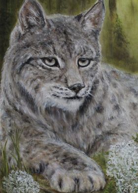 lynx