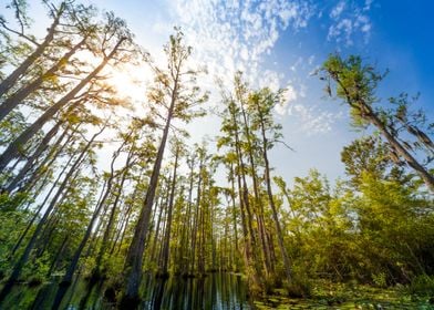 Cypress and Sunshine