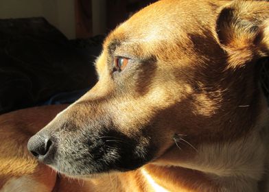 Dog Resting In The Sun