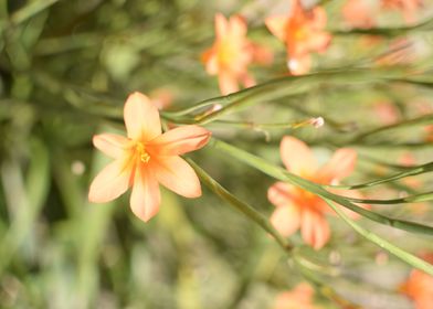 Orange flowers 2