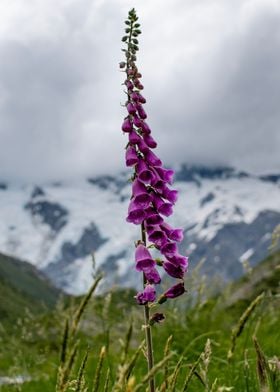 Mountain Flower