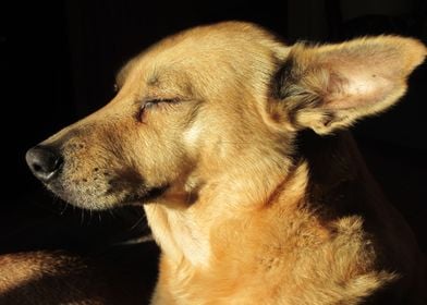 Dog Enjoying The Sun