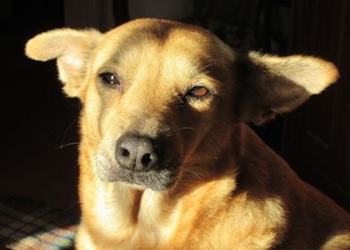 Dog Enjoying The Sun