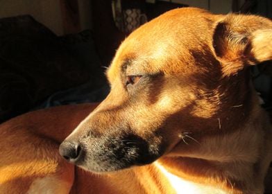 Dog Enjoying the Sun