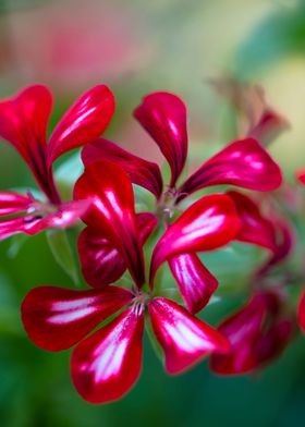 Geranium Pelargonium 