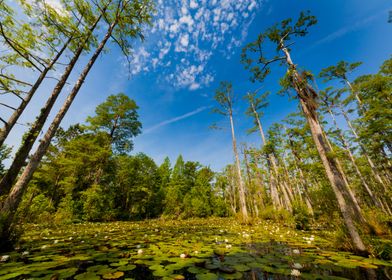 Cypress With Lily Pond