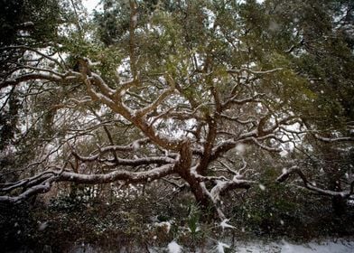 Snow On Southern Oaks