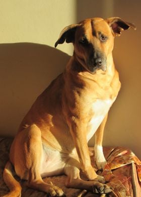 Dog Enjoying Morning Sun