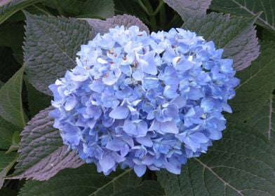 Blue Hydrangea Flower