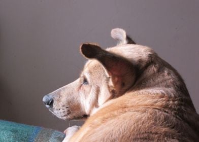 Dog Resting In The Sun