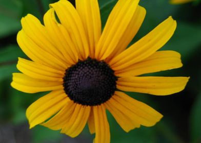 Blackeyed Susan Flower 