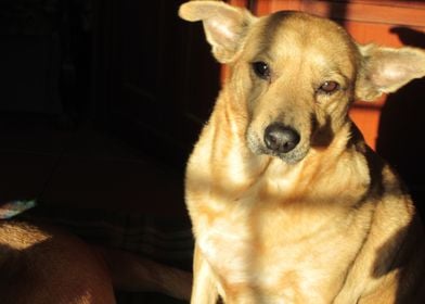 Dog Enjoying Sunshine