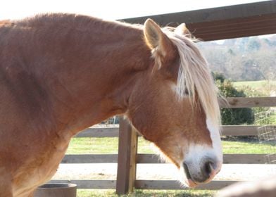 Brown Horse On Farm