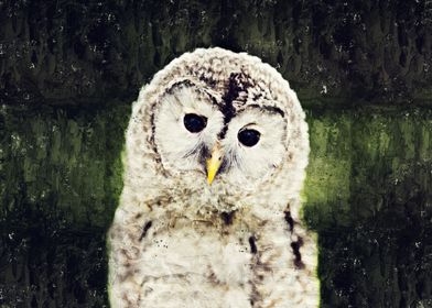 Baby Tawny Owl