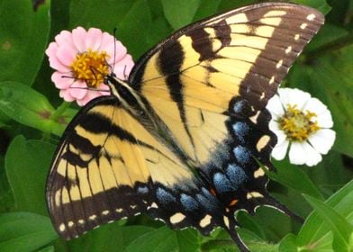 Butterfly On Flowers