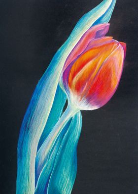 Tulip on black canvas