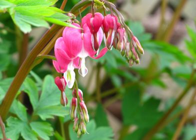 Bleeding Heart Flower 