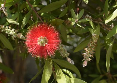 Red Flower 1