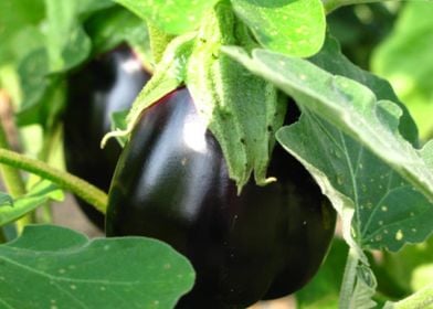 Purple Eggplant On Vine